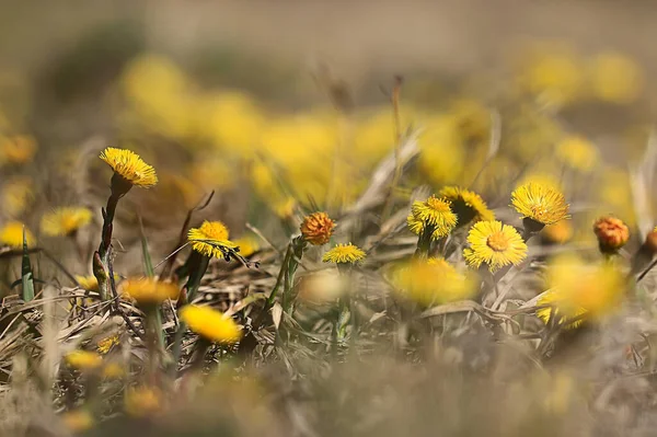 Matka Macecha Žluté Květy Jarní Pozadí Abstraktní Jarní Pozadí Divokými — Stock fotografie