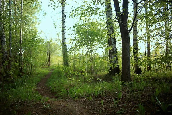 Voorjaar Groen Bos Landschap Abstract Uitzicht Bos Struikgewas — Stockfoto