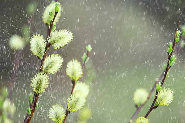 Frühling Blumen Regentropfen Abstrakte Verschwommene Hintergrund Blumen Frischer Regen — Stockfoto