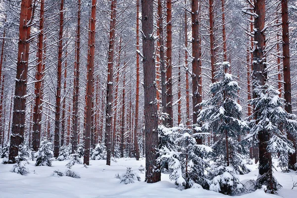 Зима Сосновом Лесу Деревья Покрытые Снегом Январь Густом Лесу Сезонный — стоковое фото
