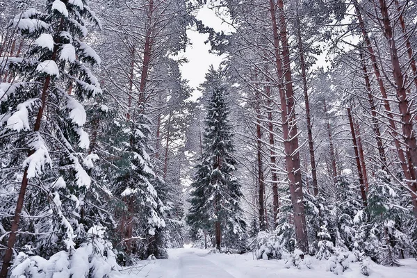 Mattina Inverno Paesaggio Pineta Vista Panoramica Una Luminosa Foresta Innevata — Foto Stock