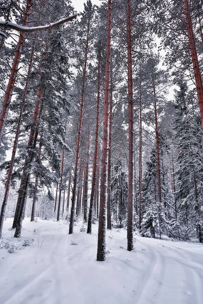 Reis Naar Canada Winterbos Landschap Seizoensgebonden Uitzicht Panorama Het Bos — Stockfoto