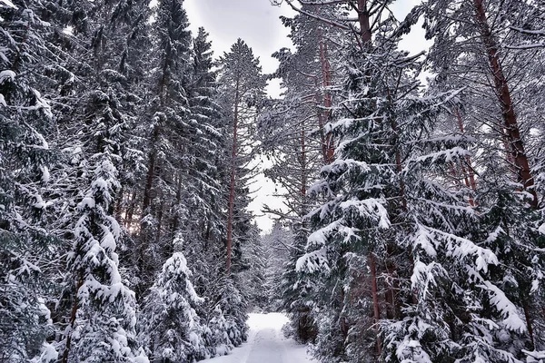カナダへの旅行冬の森の風景季節の景色雪に覆われた森のパノラマ — ストック写真