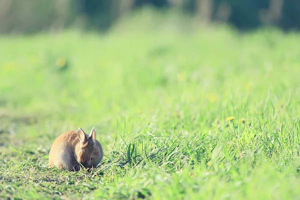 Lente Konijn Een Groen Veld Pasen Symbool Mooie April Paasachtergrond — Stockfoto