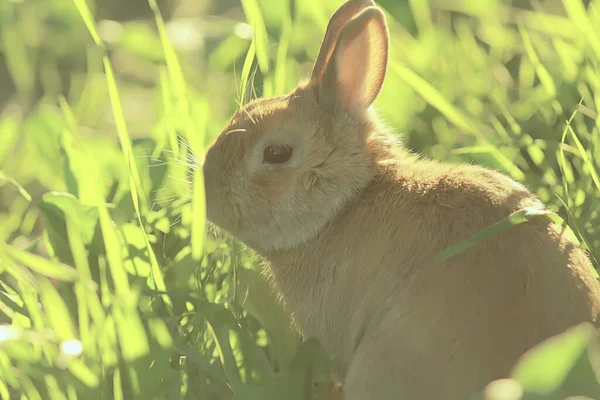 Frühlingskaninchen Einem Grünen Feld Ostersymbol Schöner April Osterhintergrund — Stockfoto