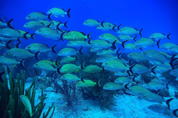 School Van Vissen Onder Water Foto Golf Van Mexico Cancun — Stockfoto