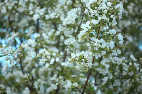 Букет Квітів Гілок Яблуні Вазі Красивий Букет Інтер Єрі Весняного — стокове фото