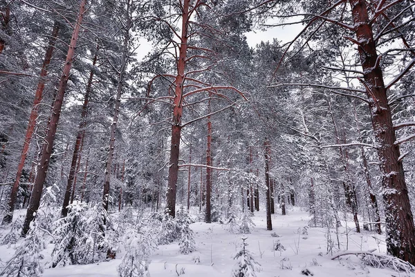 Hiver Dans Paysage Pinèdes Arbres Couverts Neige Janvier Dans Une — Photo