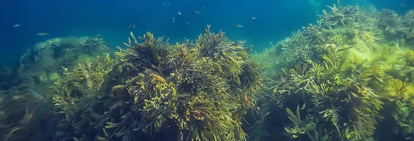 Підводний Ландшафтний Риф Водоростями Море Півночі Вид Холодну Морську Екосистему — стокове фото