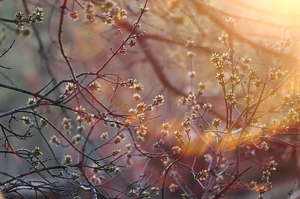 추상적 꽃봉오리와 가지들 — 스톡 사진