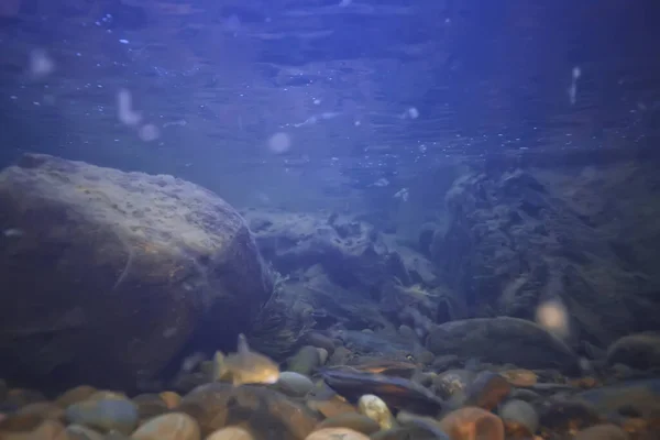 水中湖淡水景観生態系澄んだ水を見る — ストック写真