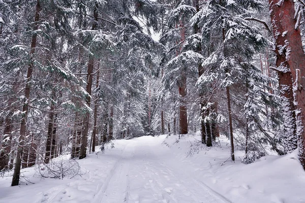 旅行到加拿大冬季森林景观 季节性景观 全景森林覆盖着雪 — 图库照片