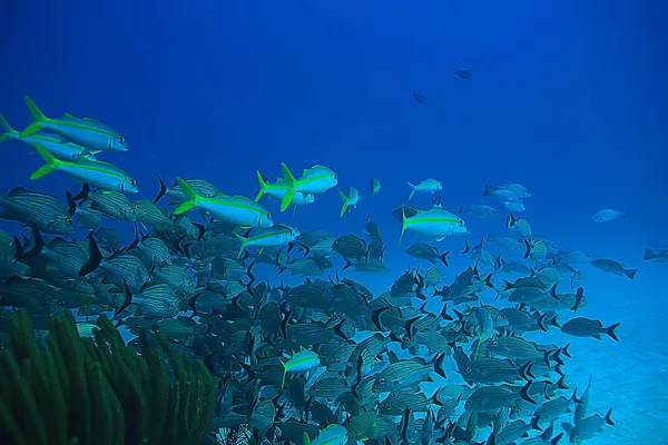 Fischschwärme Unter Wasser Golf Von Mexiko Cancun Biologische Fischereiressourcen — Stockfoto