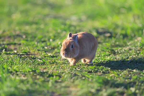 Lente Konijn Een Groen Veld Pasen Symbool Mooie April Paasachtergrond — Stockfoto