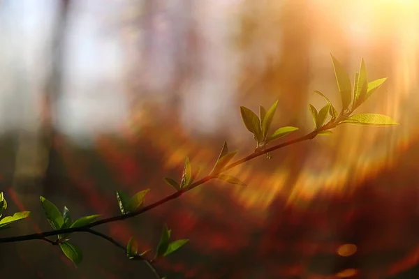 Абстрактный Солнечный Фон Весеннем Лесу Ветви Бутонами Молодые Листья Солнечном — стоковое фото