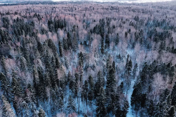 冬天在松林里 树木被雪覆盖 一月在茂密的森林里 季节的景色 — 图库照片