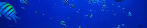 Szkoła Ryb Podwodnych Zdjęcie Zatoka Meksykańska Cancun Bio Zasobów Rybnych — Zdjęcie stockowe
