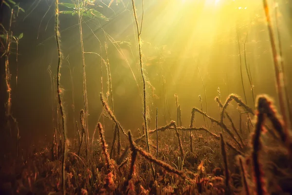 Rays Light Underwater Fresh Lake Abstract Background Nature Landscape Sun — Stock Photo, Image