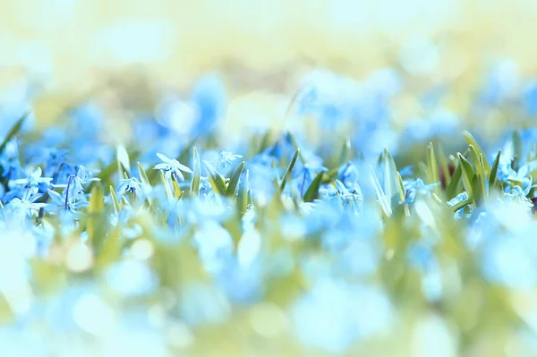 Wilde Blauwe Lente Bloemen Wilde Bloemen Kleine Bloemen Wazig Abstracte — Stockfoto