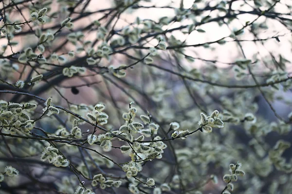 Bahar Elma Bahçesindeki Soyut Manzara Güzel Mevsimlik Arka Plan — Stok fotoğraf