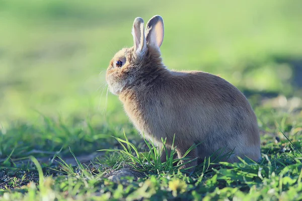 Frühlingskaninchen Einem Grünen Feld Ostersymbol Schöner April Osterhintergrund — Stockfoto