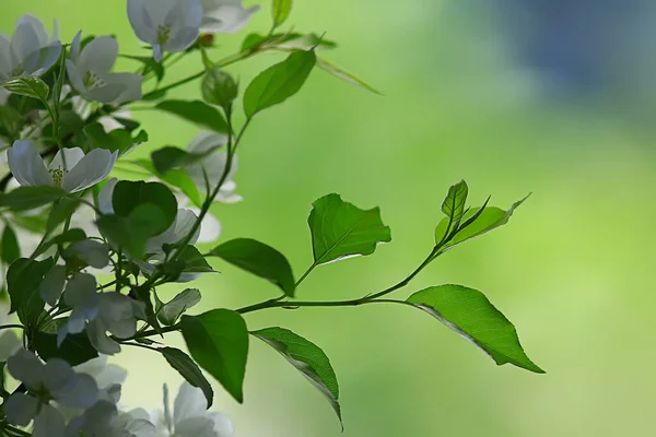 Abstract Apple Tree Flowers Background Spring Blurred Background Branches Bloom — Stock Photo, Image