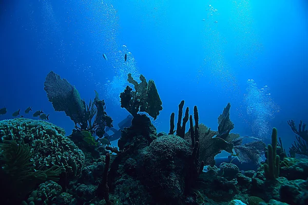 Rafa Koralowa Podwodny Krajobraz Laguna Ciepłym Morzu Widok Pod Ekosystemem — Zdjęcie stockowe