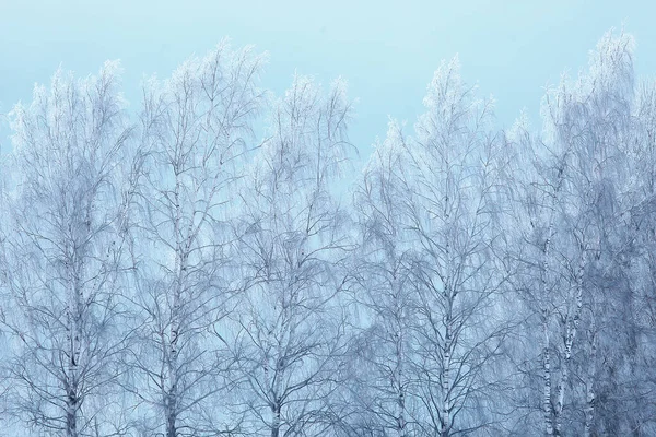 Zimní Větve Pochmurný Den Sníh Pozadí Textura Prosinec Příroda Sníh — Stock fotografie