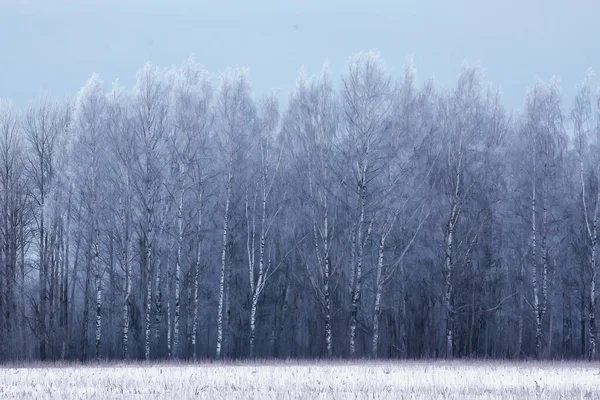 Inverno Ramos Dia Sombrio Neve Fundo Textura Dezembro Natureza Neve — Fotografia de Stock