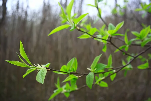 Zweige Aus Jungen Grünen Blättern Und Knospen Saisonaler Hintergrund Aprilmarschlandschaft — Stockfoto