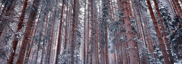 Panorama Vinter Skog Landskap Snö Abstrakt Säsongsutsikt Över Taiga Träd — Stockfoto