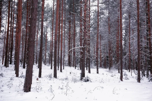 Çam Ormanlarında Kış Sabahı Parlak Karlı Bir Ormanın Panoramik Manzarası — Stok fotoğraf