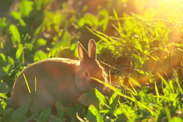 Lente Konijn Een Groen Veld Pasen Symbool Mooie April Paasachtergrond — Stockfoto