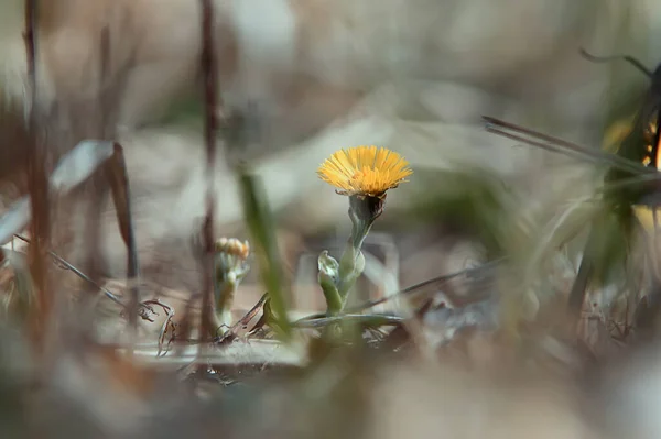 Mor Och Styvmor Gula Blommor Våren Bakgrund Abstrakt Våren Bakgrund — Stockfoto