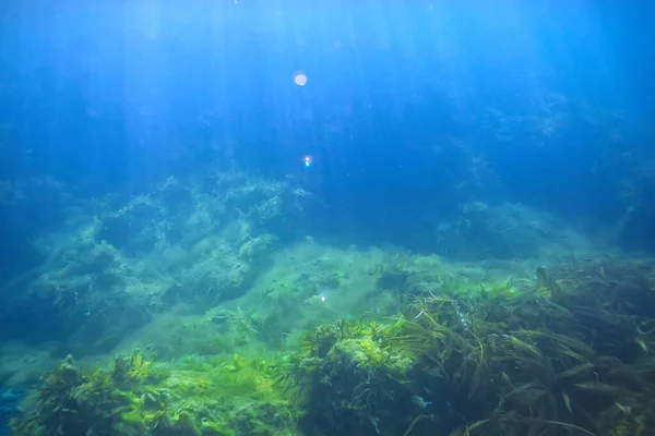 带藻类的水下珊瑚礁 北部海域 从寒冷的海洋生态系统看 — 图库照片