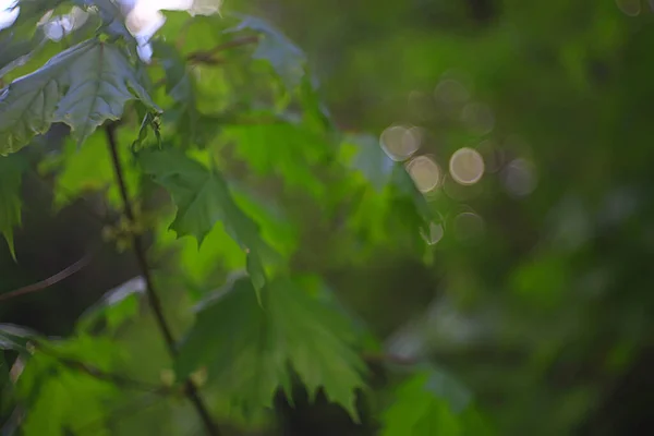 Gałęzie Młodych Zielonych Liści Pąków Sezonowe Tło Marszowy Krajobraz Lesie — Zdjęcie stockowe