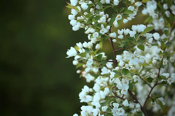 Paysage Abstrait Dans Jardin Pommes Printemps Beau Fond Saisonnier — Photo