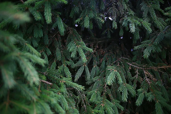 Green Spruce Branches Background Abstract — Stock Photo, Image