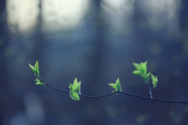 Takken Van Jonge Groene Bladeren Knoppen Seizoensgebonden Achtergrond Maart April — Stockfoto