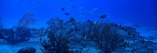 Korallenriff Unterwasserlandschaft Lagune Warmen Meer Blick Unter Wasser Ökosystem — Stockfoto
