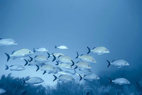 École Poissons Photo Sous Marine Golfe Mexique Cancun Ressources Pêche — Photo