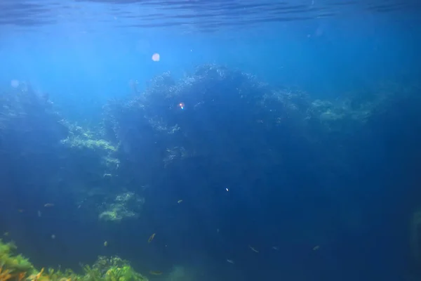 Recife Paisagem Subaquática Com Algas Mar Norte Vista Ecossistema Mar — Fotografia de Stock