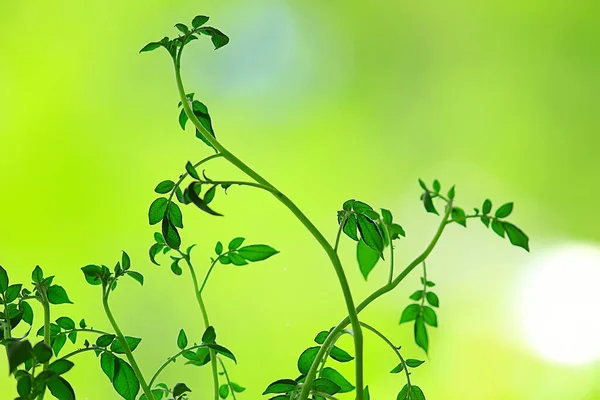 Fresh Green Shoots Background Abstract Spring Look New Greens — Stock Photo, Image