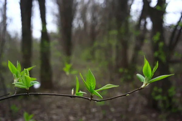 Ramuri Frunze Muguri Verzi Tineri Fundal Sezonier Peisaj Marș April — Fotografie, imagine de stoc