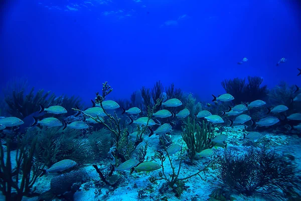 Escola Peixes Foto Subaquática Golfo México Cancún Recursos Pesca Biológica — Fotografia de Stock