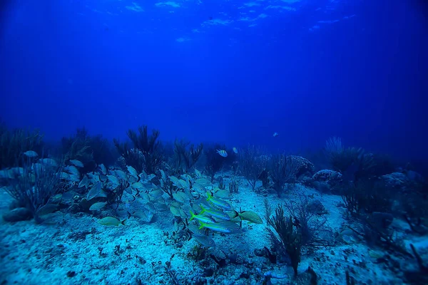 Школа Риб Під Водою Фото Мексиканська Затока Канкун Біорибні Ресурси — стокове фото