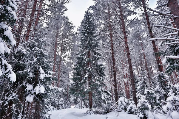 Hiver Dans Paysage Pinèdes Arbres Couverts Neige Janvier Dans Une — Photo