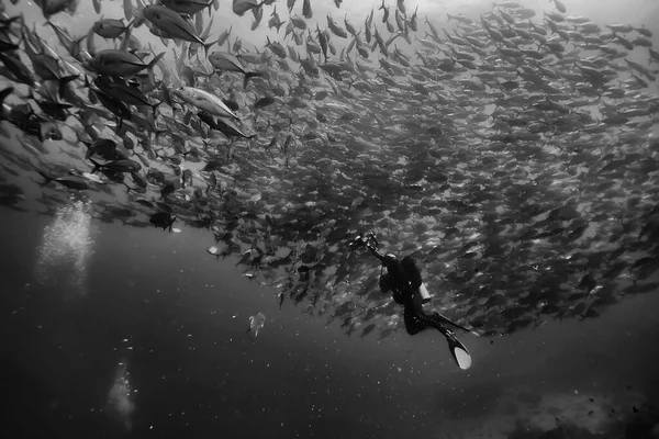 Καταδύτης Και Σχολή Ψαριών Ανεμοστρόβιλος Ψαριών Υποβρύχιος Άνθρωπος Οικοσύστημα Άποψη — Φωτογραφία Αρχείου