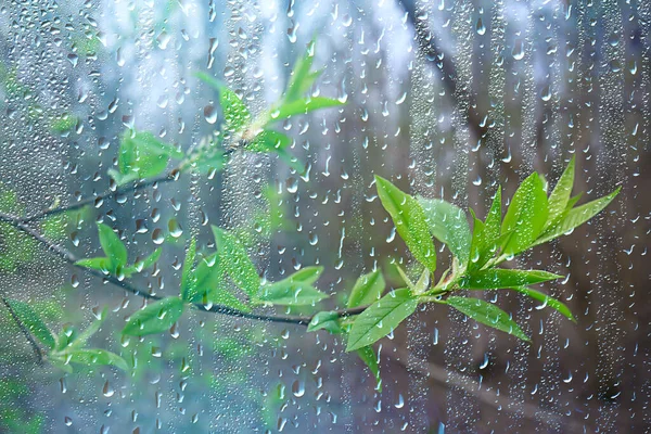 森林里的春雨 嫩芽的枝条 嫩叶上有雨滴 — 图库照片