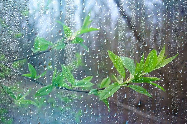 spring rain in the forest, fresh branches of a bud and young leaves with raindrops